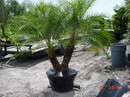 Phoenix Palm